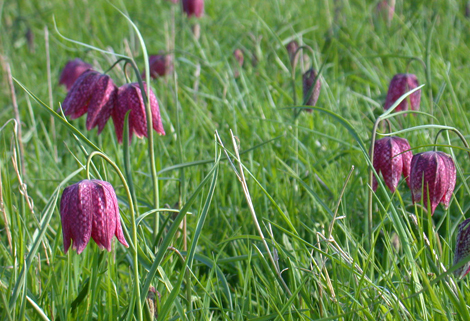 Mesotrophic Grasslands